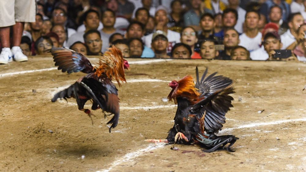 Pengertian Judi Sabung Ayam Secara Umum