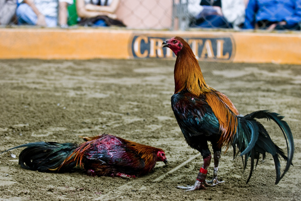 Transaksi Deposit di Situs Sabung Ayam