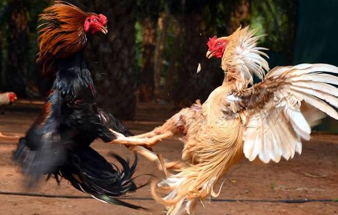 Filipina Legalkan Judi Sabung Ayam Online