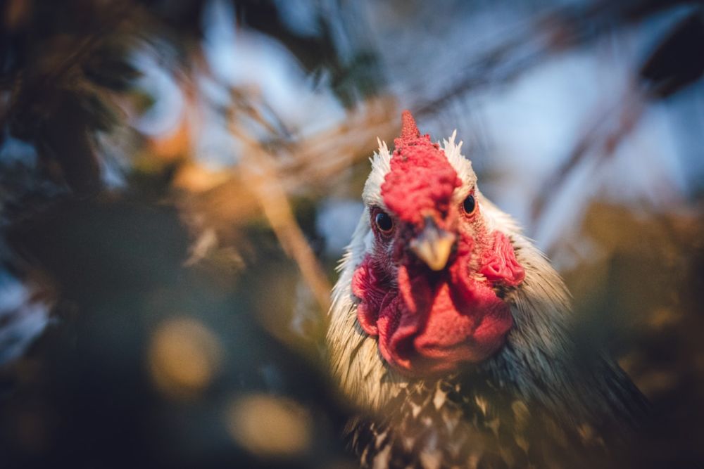 Hobi Sabung Ayam